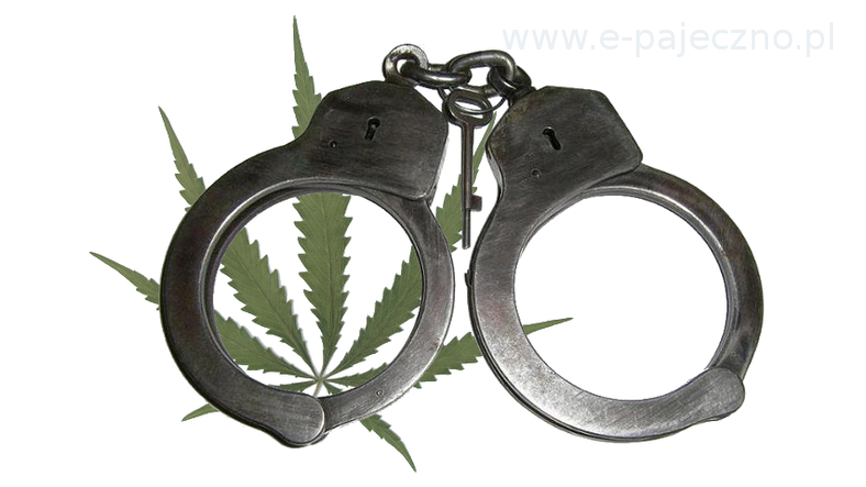 marihuana w pajęcznie