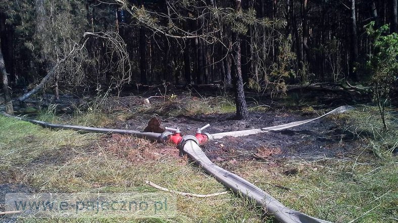 pożar lasu ważne młyny